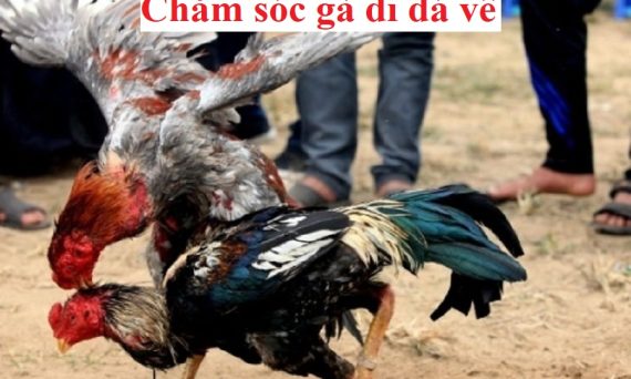 Chăm sóc gà đá độ về phục hồi nhanh chóng 41 Chăm sóc gà đá độ