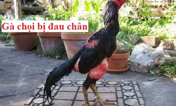 Gà chọi bị đau chân và cách khắc phục hiệu quả 38 gà chọi bị đau chân