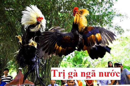 Trị gà ngã nước cực hiệu quả dành cho sư kê 47 Gà ngã nước