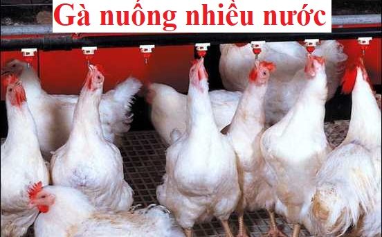 Gà uống nhiều nước