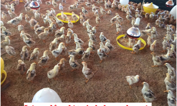 Kỹ thuật làm đệm lót sinh học cho gà đúng cách 36 Làm đệm lót sinh học