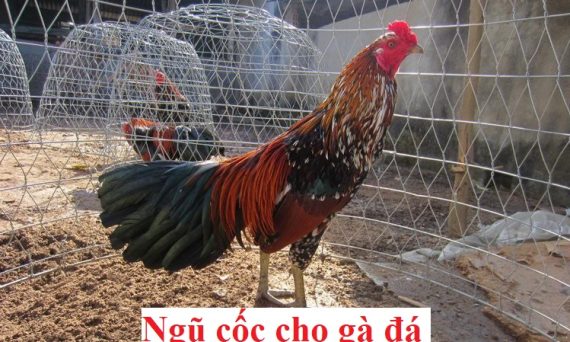 Công thức trộn ngũ cốc cho gà biệt dưỡng 11 Ngũ cốc cho gà