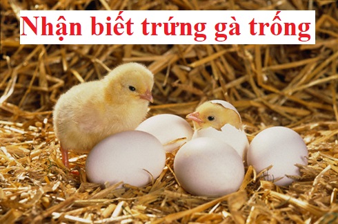 Nhận biết trứng gà trống mái chính xác nhất 36 Nhận biết trứng gà trống