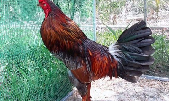 Nuôi gà chuẩn Thomo với bí kíp cực hay 6 Nuôi gà chuẩn Thomo