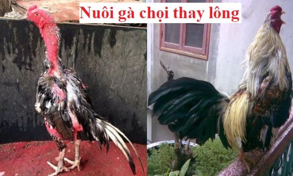Nuôi gà thay lông để chiến kê có bộ lông mượt 46 Nuôi gà thay lông