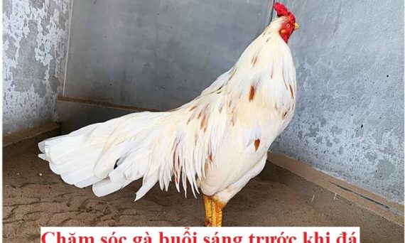 Buổi sáng trước khi đá cần chăm gà thế nào? 19 Buổi sáng trước khi đá