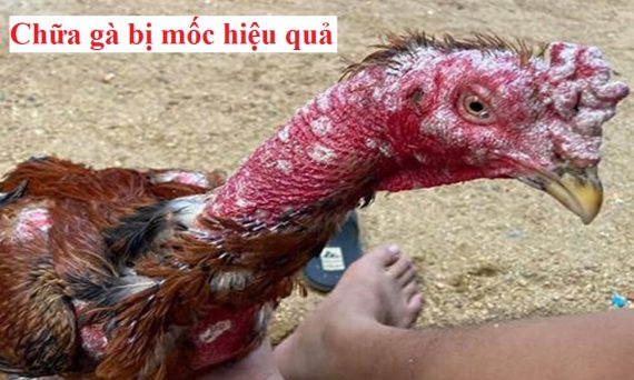 Chữa gà bị mốc dứt điểm hiệu quả nhất 1 chữa gà bị mốc
