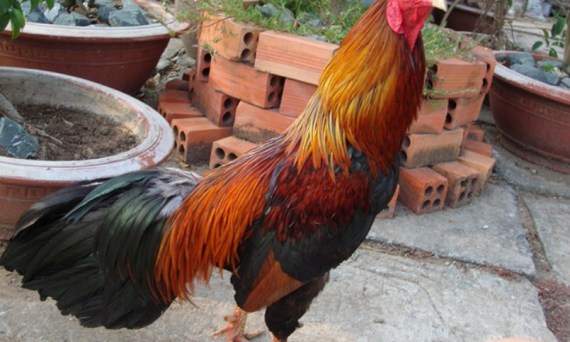 Gà bị sổ mũi và cách chữa trị hiệu quả nhất 1 gà bị sổ mũi