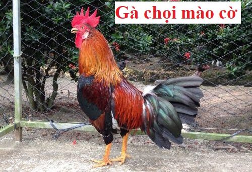 Gà chọi mào cờ và những thông tin cần biết 1 Gà chọi mào cờ