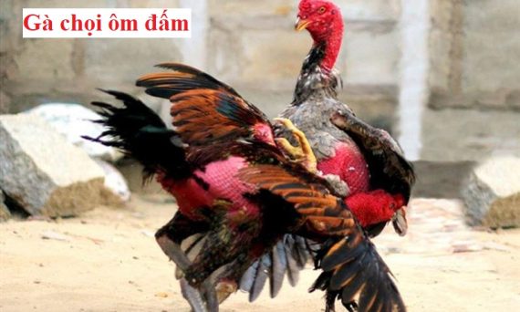 Gà ôm đấm - Thế gà chọi nhiều sư kê yêu thích 1 Gà ôm đấm