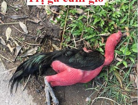 Trị gà cúm gió và bị giun sán hiệu quả 1 gà cúm gió