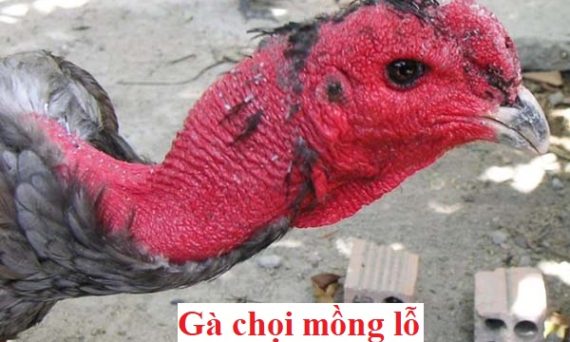 Gà mồng lỗ có thực sự xấu như lời đồn? 1 Gà mồng lỗ