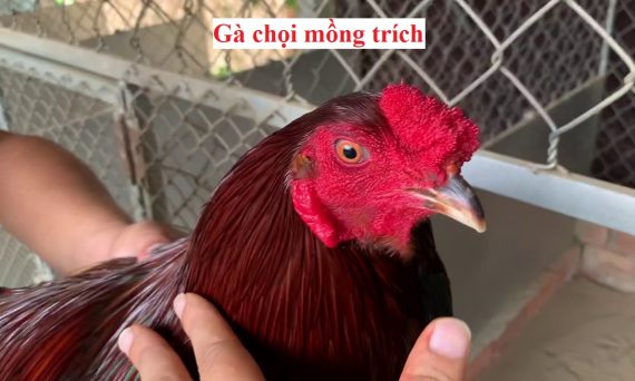 Gà mồng trích và những thông tin cần biết 6 Gà mồng trích