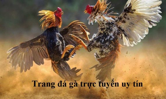 Những trang đá gà uy tín nhất hiện nay 1 Trang đá gà uy tín