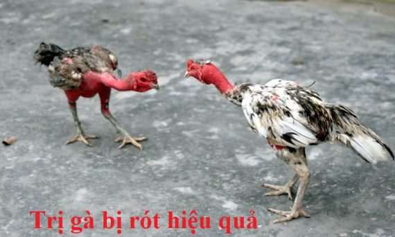 Trị gà bị rót cực đơn giản mà hiệu quả bất ngờ 1 trị gà bị rót