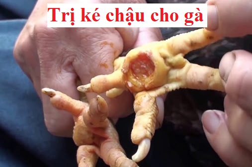 Trị ké chậu cho gà chọi nhanh hết hiệu quả 1 Trị ké chậu
