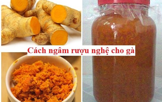 Cách ngâm rượu nghệ cho gà đá cựa sắt 1 Cách ngâm rượu nghệ