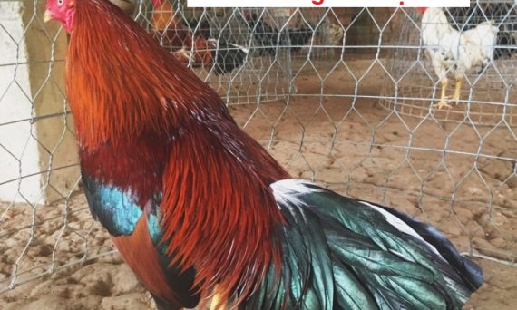 Cách nuôi gà mau lớn với bí kíp cực đơn giản 6 cách nuôi gà mau lớn