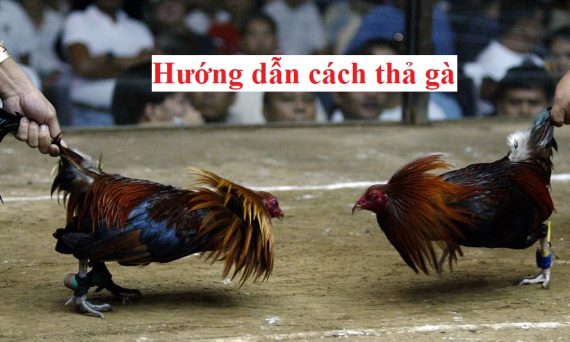 Cách thả gà đúng cách chiếm ưu thế 1 Cách thả gà