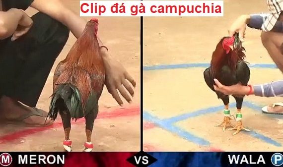 Clip đá gà Campuchia cực hấp dẫn và kịch tính 1 Clip đá gà Campuchia
