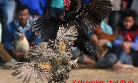 Kinh nghiệm chơi đá gà cựa sắt sư kê cần biết 10 Kinh nghiệm chơi đá gà