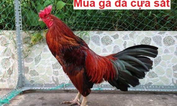 Mua gà cựa sắt với kinh nghiệm cực hay 1 Mua gà cựa sắt