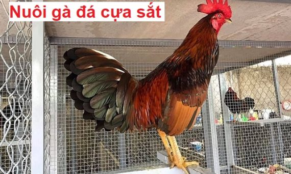 Nuôi gà đá cựa sắt với công thức nhanh lớn 34 Nuôi gà đá cựa sắt