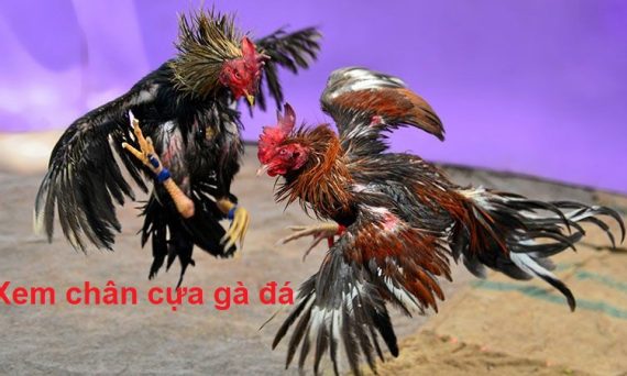 Xem chân cựa gà đá chuẩn nhất hiện nay 1 Xem chân cựa gà đá