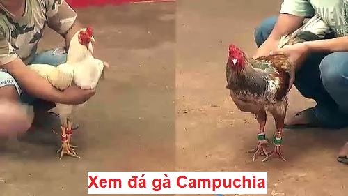 Xem đá gà campuchia giải trí hot nhất hiện nay 5 Xem đá gà campuchia