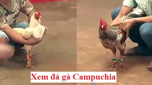 Xem đá gà Campuchia online tại địa chỉ uy tín 1 Xem đá gà campuchia online