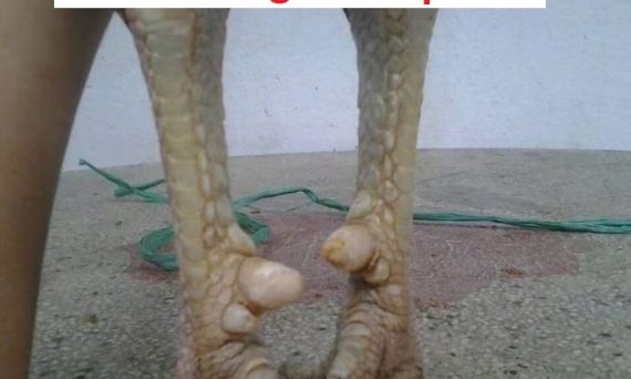 Xem chân gà đá cựa sắt nhận biết gà hay 1 Chân gà cựa sắt