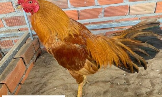 Gà chọi vàng - Quý kê trong làng gà chọi 1 Gà chọi vàng