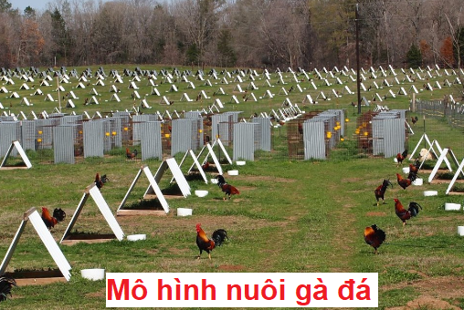 Mô hình nuôi gà chọi kiếm tiền tỷ siêu VIP 11 mô hình nuôi gà chọi