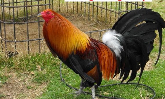 Nuôi gà chọi lông mượt với bí kíp cực đơn giản 25 Nuôi gà chọi lông mượt