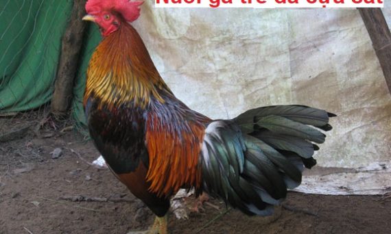 Cách nuôi gà tre đá trở nên máu chiến hiệu quả 1 Nuôi gà tre đá