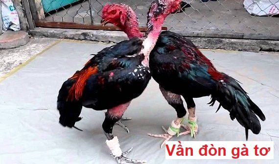 Vần đòn cho gà tơ và kỹ thuật tập lực cho gà 21 vần đòn cho gà tơ