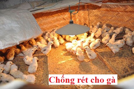 Chống rét cho gà vào mùa lạnh hiệu quả nhất 24 Chống rét cho gà