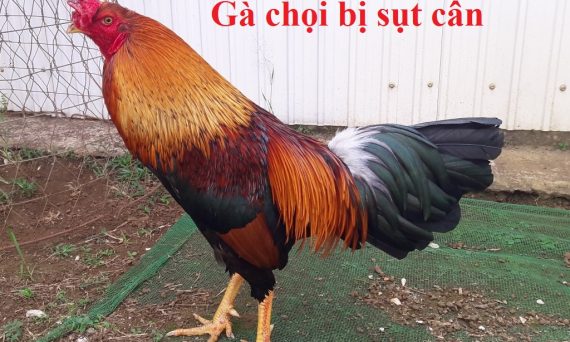 Gà chọi bị sụt cân đột ngột và cách khắc phục 28 Gà chọi bị sụt cân