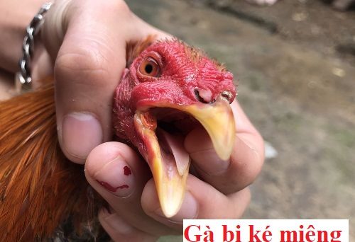 Gà ké miệng, đẹn miệng và cách chữa trị 1 Gà ké miệng