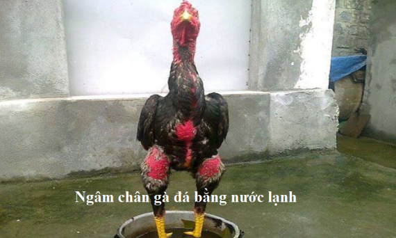Kỹ thuật ngâm chân gà đá bằng nước lạnh 1 Ngâm chân gà đá