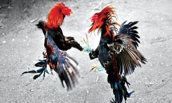 Thuốc cho gà cựa sắt giúp gà khỏe mạnh hiệu quả 1 Thuốc cho gà cựa sắt