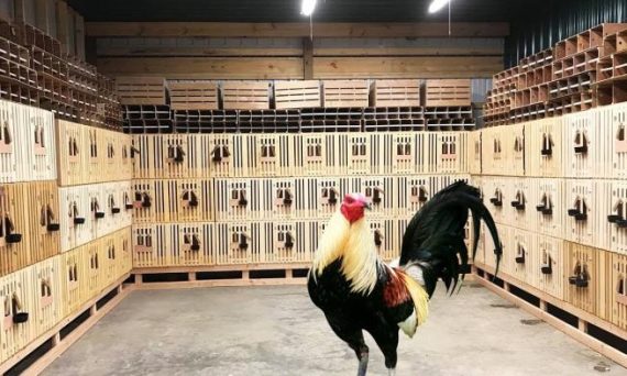 Bí quyết nuôi gà đá được sư kê truyền thụ mới nhất 2022 15 nuoi ga da