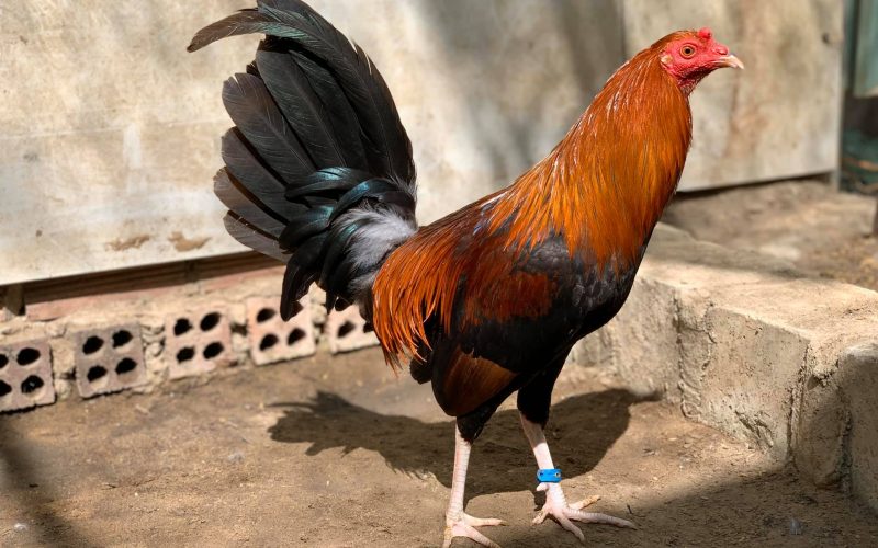 Danh sách những con gà đá hay nhất Việt Nam ? 9 ga kelso nhap