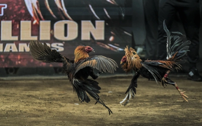 Cách tính tiền cá cược đá gà thomo chính xác 31 tinhtien daga