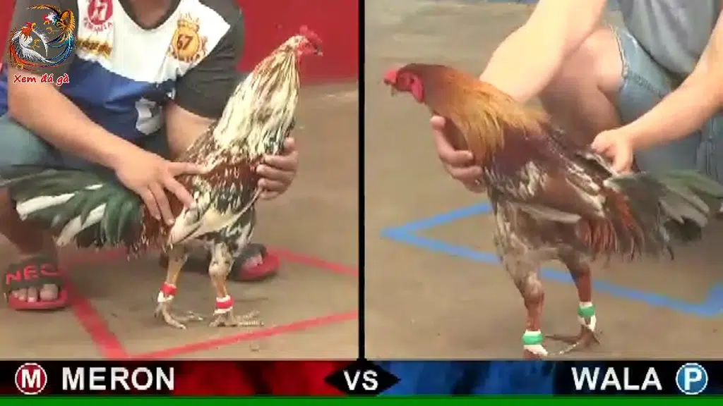 Những Trường Đấu Gà Nổi Tiếng ở Campuchia 4 daga campuchia
