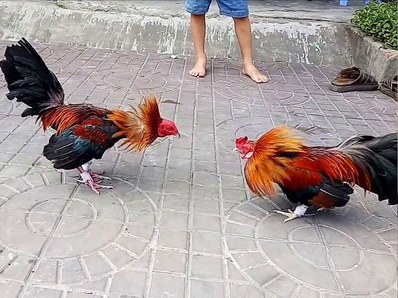 Những đòn đá gà hiểm hốc tại trường đấu thomo ? 1 dagathomous 10