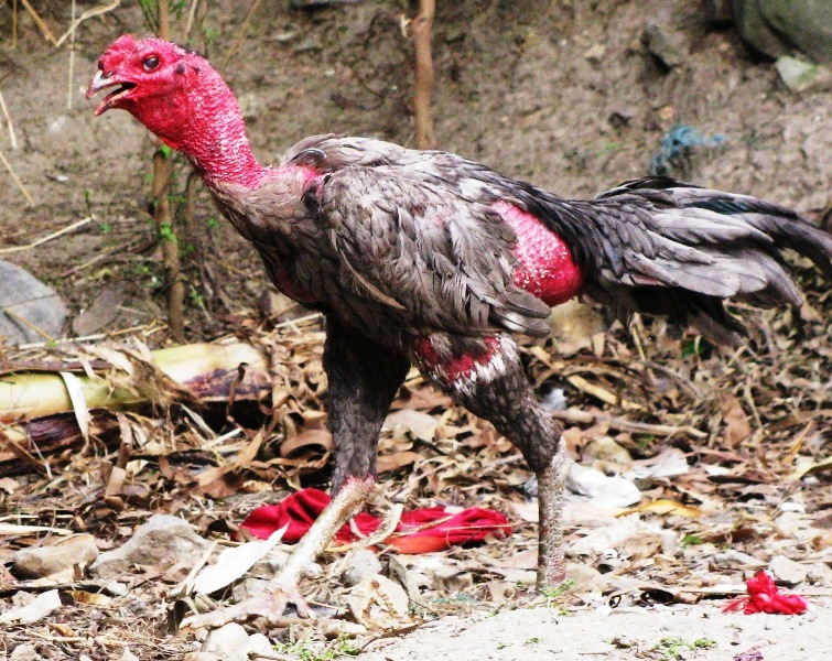 Chữa bệnh hắt hơi ở gà đá cựa mau khỏi nhất 27 ga dep 1586838288