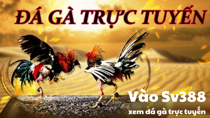 Game đá gà trực tuyến đang trở thành bá chủ trên mạng ? 4 game daga