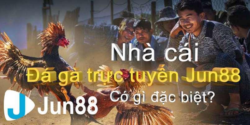 Đá gà Jun88 trở thành trò chơi đắt khách nhất năm 12 jun88