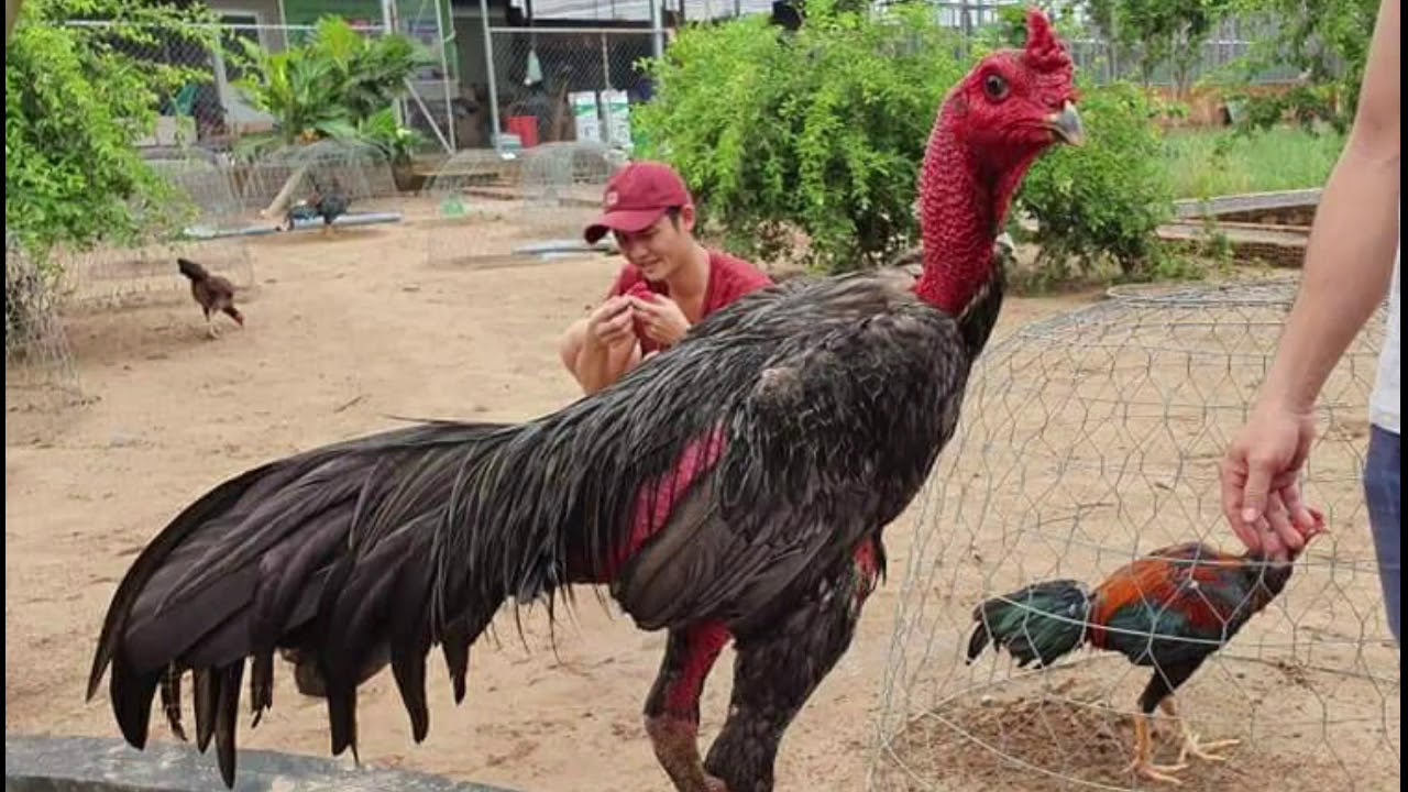 Cách Chữa Trị Bệnh Marek ở Gà Đá Một Cách Mau Khỏi Nhất 8 Cach Chua Tri Benh Marek